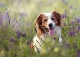 Het nederlandse kooikerhondje is een gevoelige, intelligente en levendige hond. Free Photo Selective Focus Shot Of An Adorable Kooikerhondje Dog In A Field