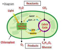 84 Chapter 8 Photosynthesis Flow Chart