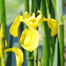 Image result for Iris pseudacorus