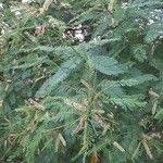 Image result for Acacia ataxacantha