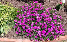 A plant is considered native if it has occurred naturally in a particular region or ecosystem without human introduction. Hardy Perennials My Top 20 Favorites Print Shopping List Updated