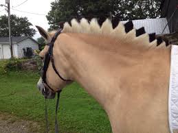 kasper my fjord horse with his new mane pferdefrisuren pferde frisuren pferd
