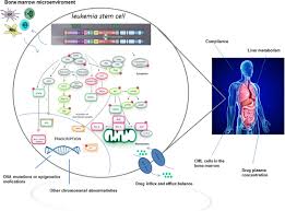 What does bcr stand for? Frontiers Bcr Abl Independent Mechanisms Of Resistance In Chronic Myeloid Leukemia Oncology