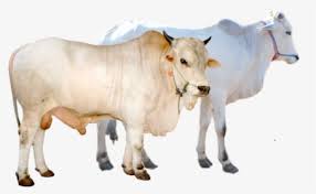 Ilustrasi sapi putih, sapi simmental limousin sapi qurbani kambing ongole, adha, hewan, sapi kambing keluarga png. Cattle Vector Sapi Qurban Qurbani Cow Hd Png Download Kindpng