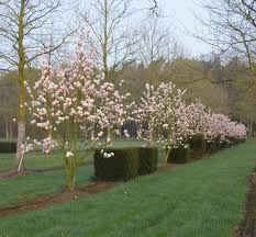 Image result for magnolia soulangeana