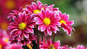 Pink beautiful flower hd wallpaper for free download. Beautiful Flowers Wallpapers Free Download Group 74