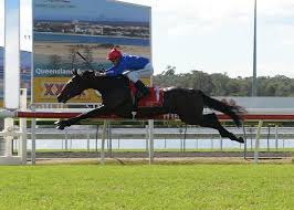 Great Shot Of Reneged As He Leaps A Shadow While Crossing The Finish Line And Wins This Race At The Sunshine Coast Image Courtesy Tr Horse Racing Breyer Horses Horses