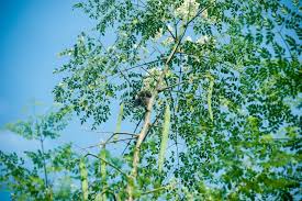 Image result for Moringa