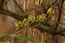 Image result for Polystachya concreta (red-flowered form)