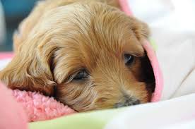 More images for golden retriever puppies for sale in syracuse ny » Bella Mini Doodles Bella S Mini Doodles