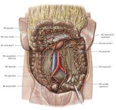 Colon transversum synonyms, colon transversum pronunciation, colon transversum translation, english dictionary definition of colon transversum. Dickdarm Anatomie Eref Thieme