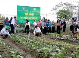 Vĩnh Phúc đánh giá kết quả 3 năm triển khai mô hình trồng rau hữu cơ - Ảnh  thời sự trong nước - Kinh tế - Thông tấn xã Việt Nam (TTXVN)