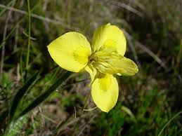 Image result for Moraea natalensis