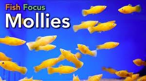 В базе данных egs нашли alan. Fish Focus Mollies Youtube