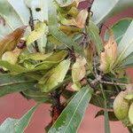 Image result for Terminalia brachystemma