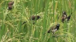 Check spelling or type a new query. 7 Cara Mengusir Burung Pada Tanaman Padi Dengan Mudah Ilmubudidaya Com