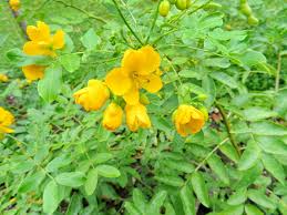 Image result for Senna didymobotrya