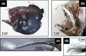 Image result for Lophiocarpaceae