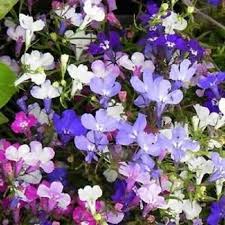 Lobelia Regatta Mix Flower Seeds Annual 100 Etsy In 2021 Lobelia Flowers Flower Seeds Flowers