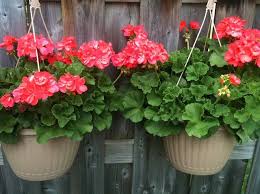 Definitivamente, las plantas están viviendo su mejor momento en decoración y lo último son las si te apetece incorporarlas a tu vida, estas son las plantas colgantes más bonitas que convertirán cómo colgarla y cuidarla: Las Mejores 21 Ideas De Plantas Colgantes De Sol Plantas Colgantes Plantas Colgantes De Sol Plantas