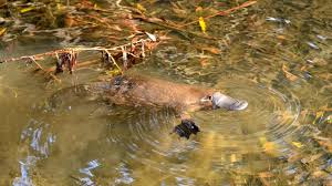 platypus wikipedia