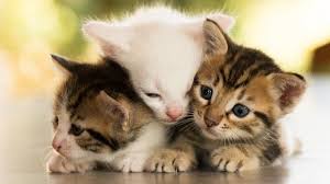 Wallpaper Et Fond D Ecran Chaton Chat Animals Animaux Mignon Felin En 2020 Cute Kittens Animales Animaux Les Plus Mignons