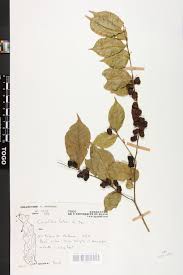 Image result for Carpolobia