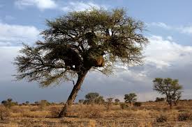 Image result for Acacia eriocarpa