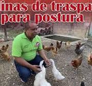 Cría de gallinas de traspatio | Incrementa la postura de huevos | Granja  San Lucas