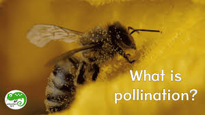 Bees favor sunny spots over shade and need some shelter from strong winds. Bees Work Hard At Pollination Introductory Classroom Video Explains How Pollination Works And Why Plants Need It To Pollination Growing Seeds Seed Dispersal