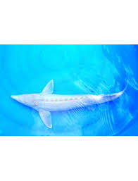 Effects of different activation media including freshwater and clay suspension on protein abundances of egg were quantified in sterlet acipenser ruthenus. Albino Sterlet Acipenser Ruthenus 25 00