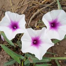 Image result for Ipomoea aquatica