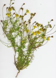 Image result for Dyssodia