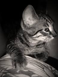 anna guidone (@guidonea)