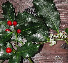 Image result for Aquifoliaceae