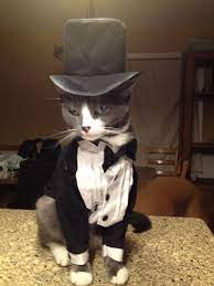 The Most Stylish Cat You Ll Ever See Cats Cute Cats Photos Cats And Kittens