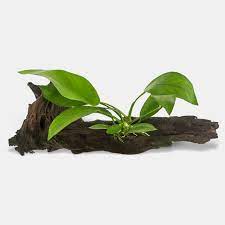 Anubias On Driftwood Large Planted Aquarium Live Aquarium Plants Rock Plants
