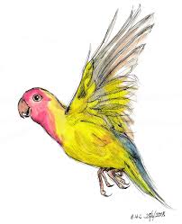 Bird.Water.Colour. — Flying lovebird biro freehand and watercolour