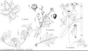 Image result for Acanthospermum