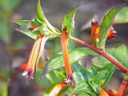 Image result for Cuphea ignea