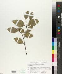 Image result for Crossopetalum mossambicense