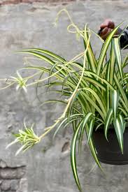 Image result for Chlorophytum