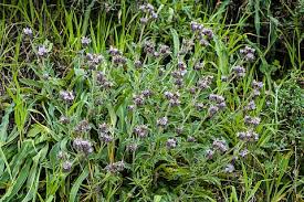 Image result for Culcasia falcifolia