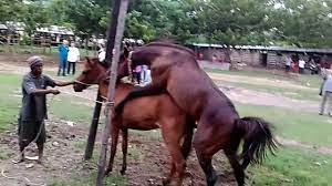 Kuda kawin dengan babi | horse mating pig #animalmating #binatangkawin #tuosafeto. Happyteenagerandsummerwind