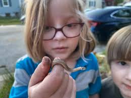 Do I need to separate newborn DeKay's Brown Snakes from their mother?