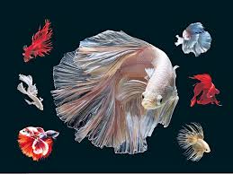 El Pez Luchador Siames Betta Splendens Tambien Conocido Como Pez Beta Es Una Especie De Agua Dulc Peces Betta Fondo De Pantalla De Peces Pescado Relleno