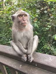 A social app where you can share who you are and new way to log in: Iphone Se Monkey Capture Using Camera Pixels App Auto Dng To Jpg Mobile Photography Talk Forum Digital Photography Review