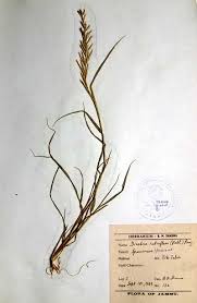 Image result for Dinebra