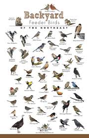 The Bird Store And More Backyard Feeder Birds Of The Northeast Poster Backyard Birds Watching Backyard Birds Backyard Birds Sanctuary