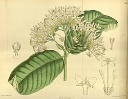 Image result for Ixora phellopus